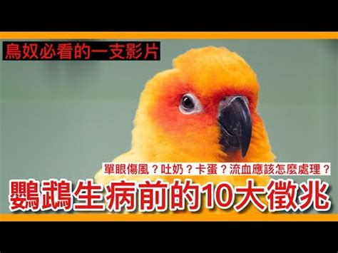 小鳥死掉怎麼處理|【小鳥死掉怎麼處理】發現院子有小鳥屍體？小心處理防染病！